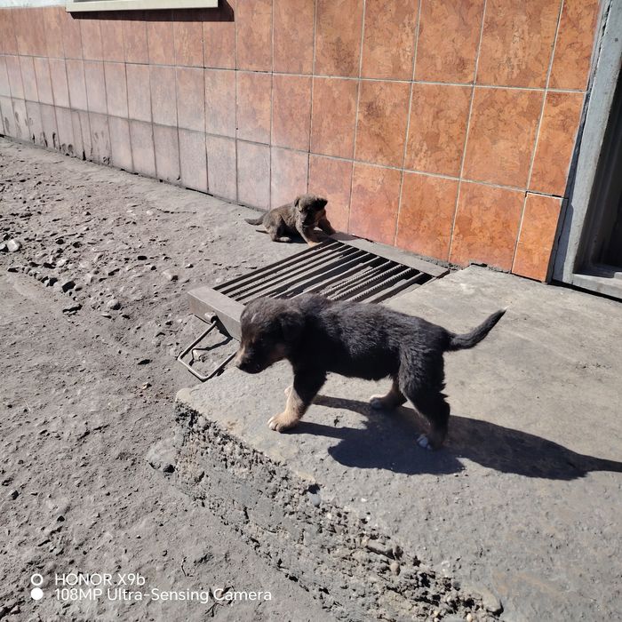 отдам щенят в добрые руки