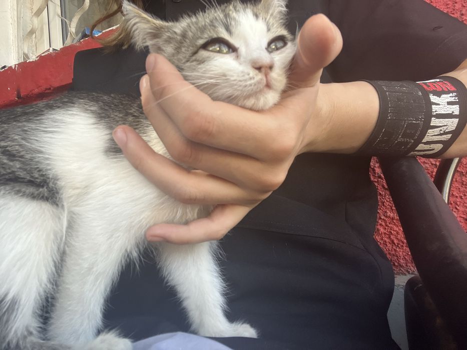 Котенок мольчик беспатно