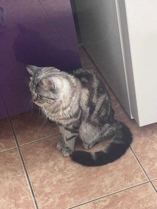 Кошка ищет семью