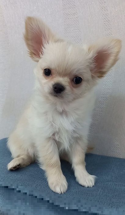 Чихуахуа кобель длинношерстный