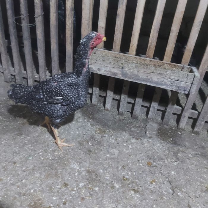 Корейц китай крупный