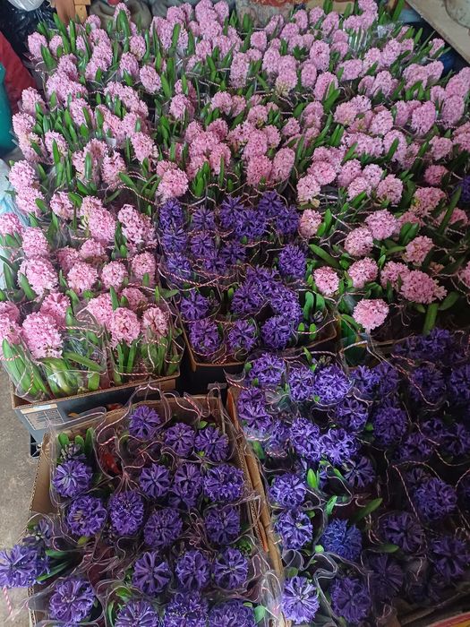 Zambile la ghiveci direct de la producător