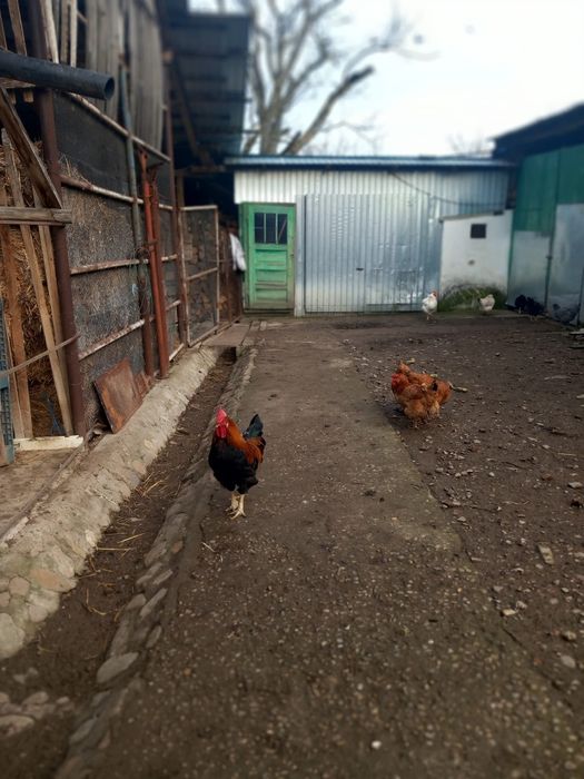 Vând cocosi ,detalii în privat