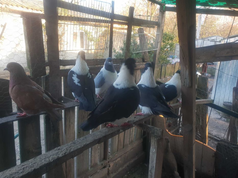 Porumbei straseri de vanzare