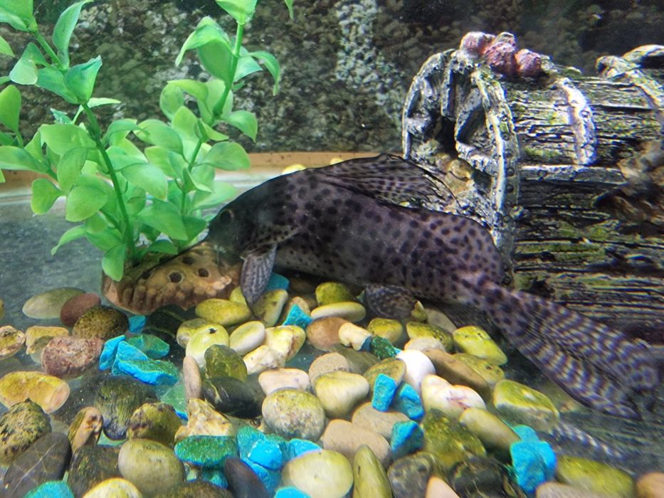 Аквариум 200л  с тумбой и рыбками