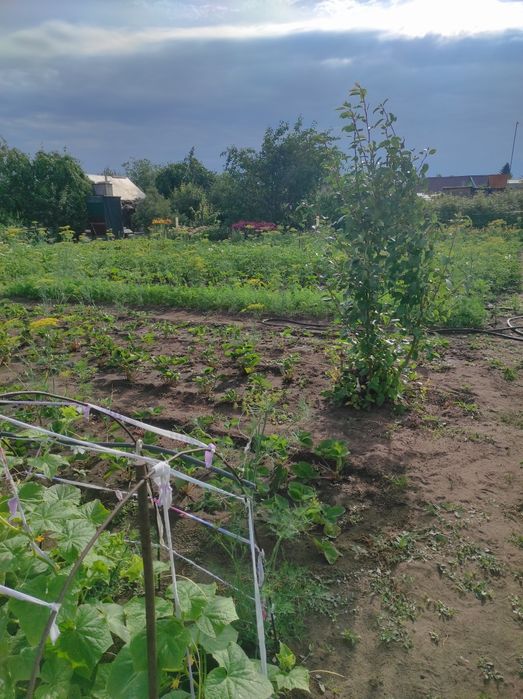 Продам дачу Сады 1  КВ 12