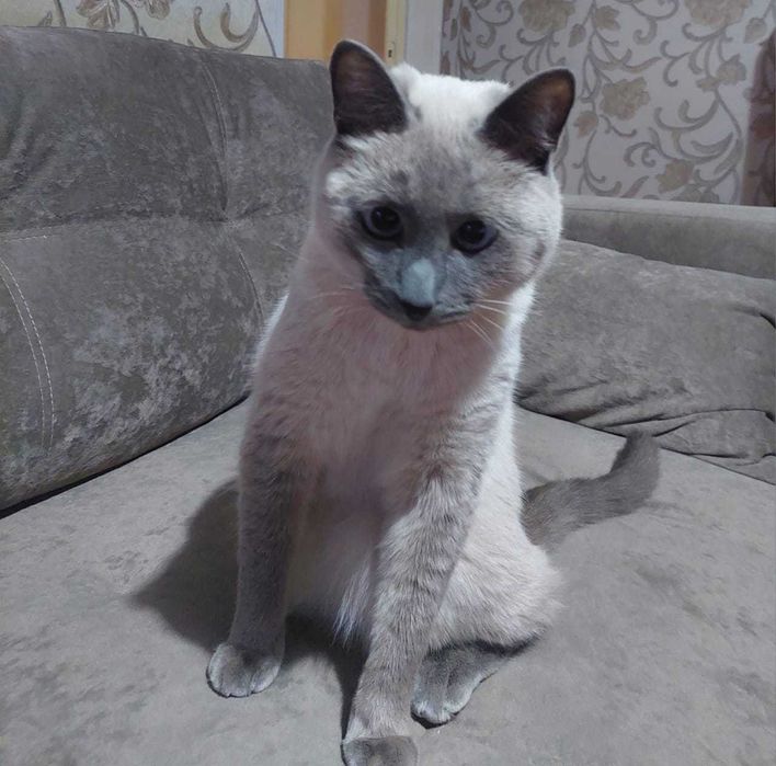 Срочно котик ищет дом