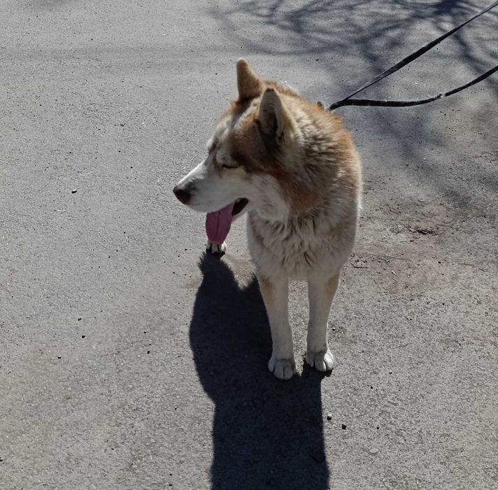 Собака  хаски ...