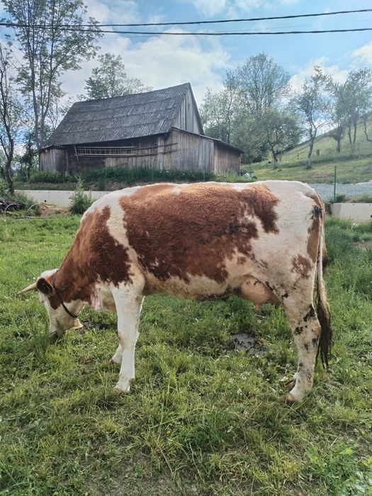 Vând juninca la prima fătare!