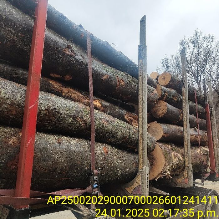 Lemn foc fag 440 mc