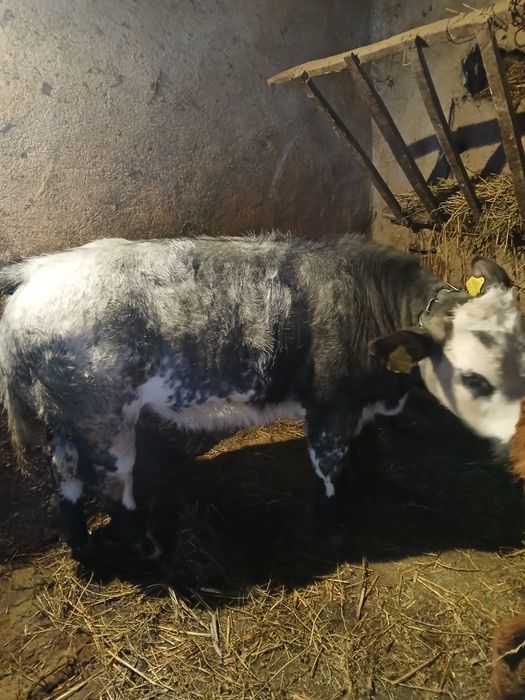 Vând vițel albastru belgian