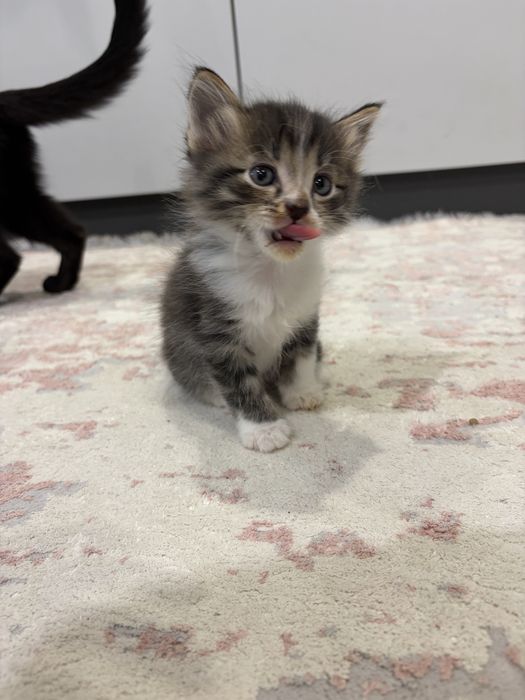 Отдам котят 2 мальчика 2 девочки