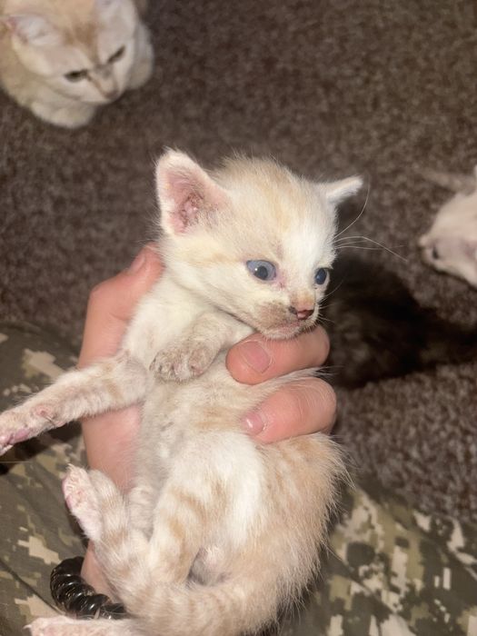 Отдам котят 4 пацана 1 девочка