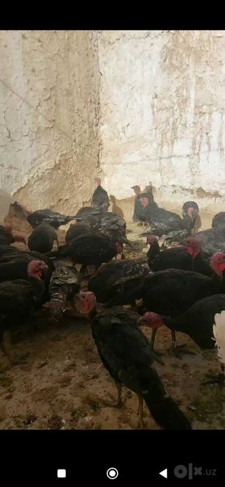 куркалар сотилади 180минг