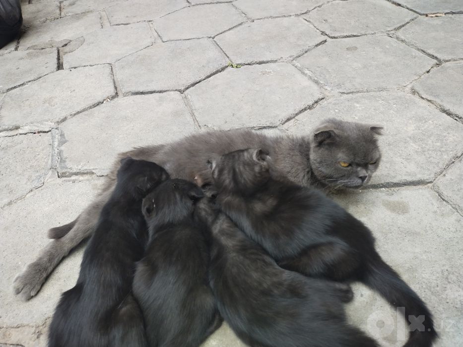 Британский скотиш фолд