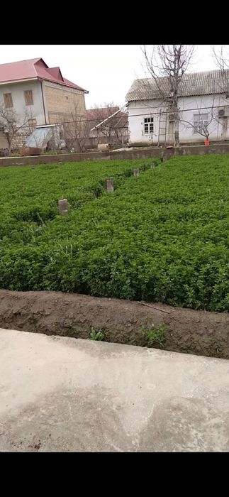 Кармана эски шахар ховли