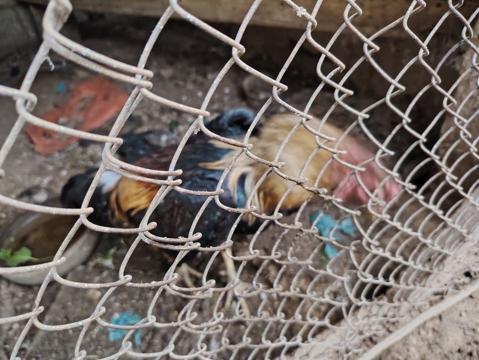 Дакан хуроз сотилади зотдор