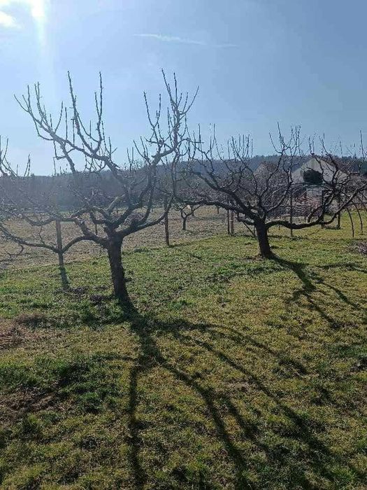 Curatam terene tudem pom