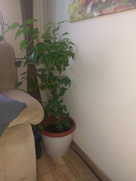 Голяма китайска роза