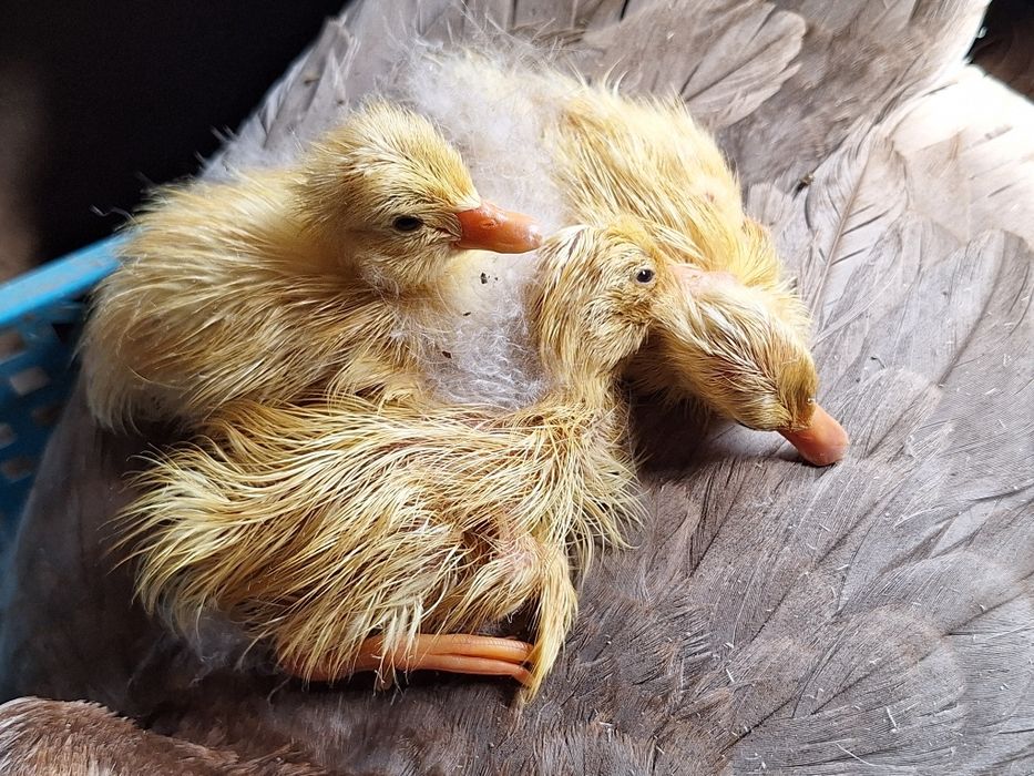 Cloșcă rață cu 10 boboci rață indiana alergătoare .