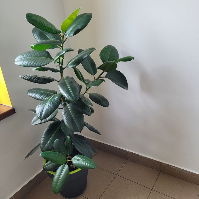 Ficus sanatos si frumos!
