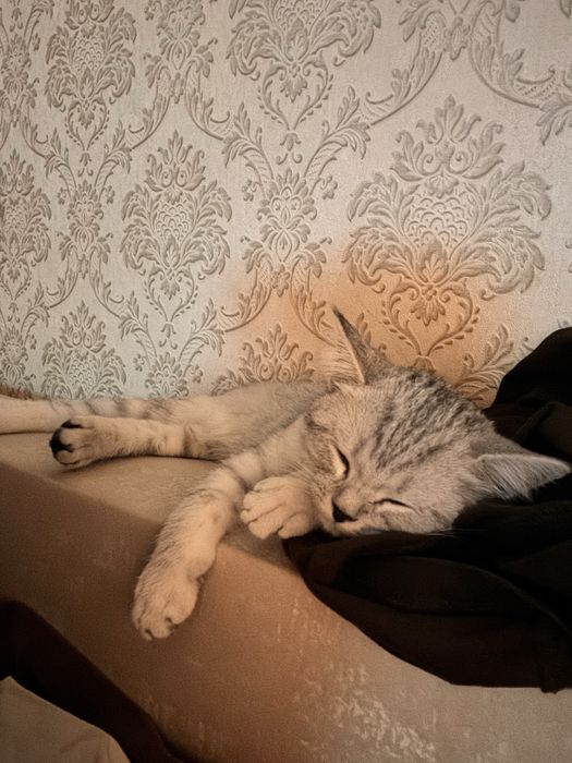 Отдам котенка  в хорошие  руки