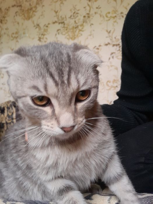 кошка молодая красивая