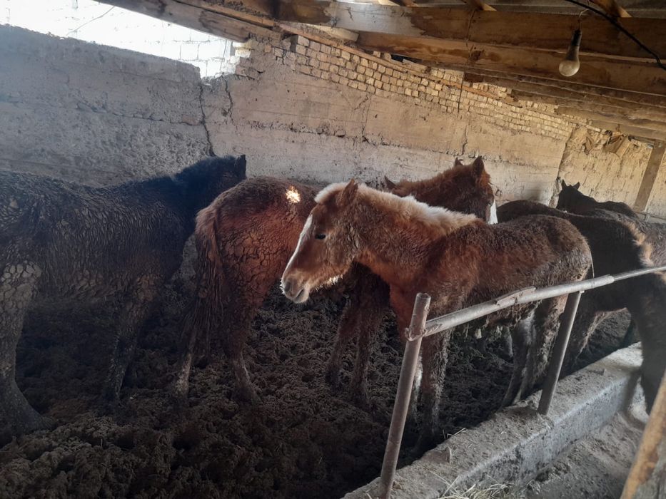 Жылкы тай сатылады