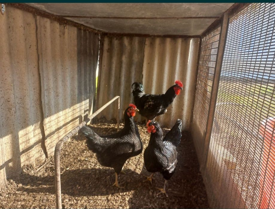 Gegant qora shaxzoda tuxumlari bor rasmdigi ota onalari