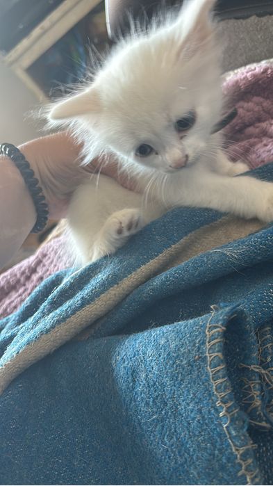 Отдам двух белых котят