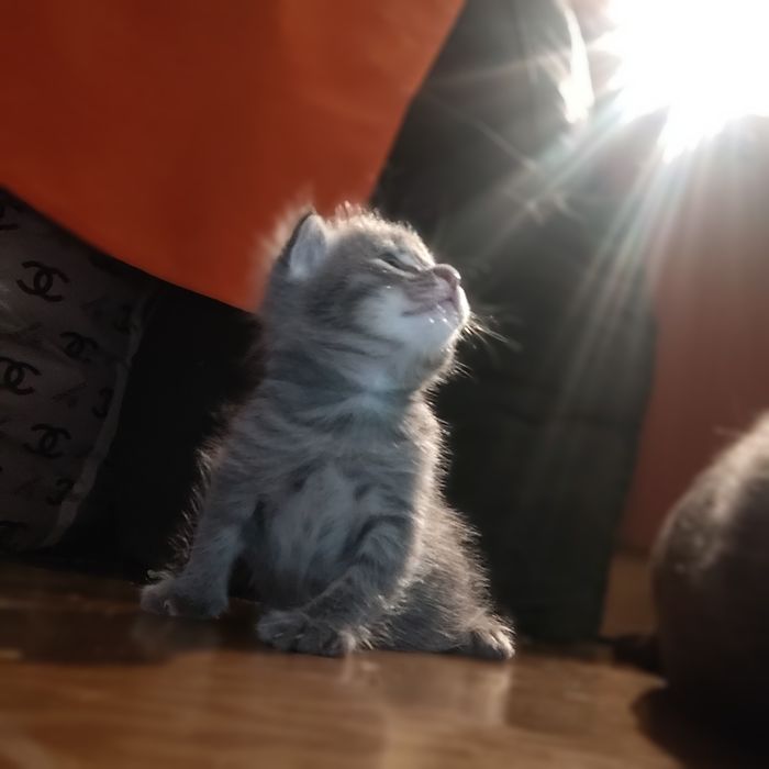 Отдам котят в хорошие руки