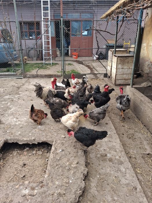 Ouă de incubat de la găinile din imagine