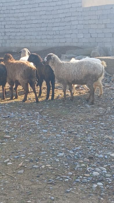 Қой сатылады туркестан қаласы