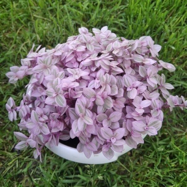 Коллизия розовая