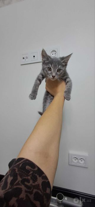 Милые котята в ответственные руки
