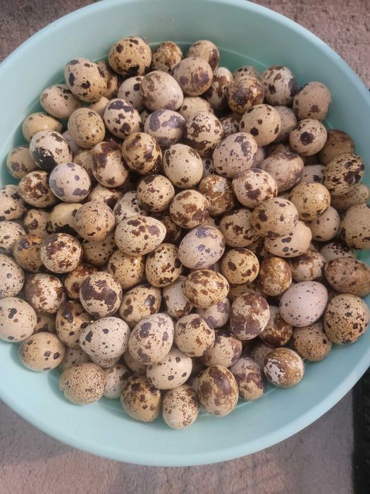 Pachet cu oua de prepelita 250 buc la 62 lei