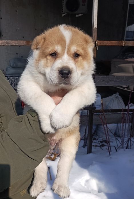 Эксклюзивные  мощные супер Алабайчики