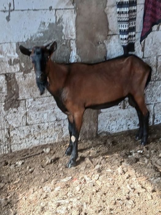 Alpin francez  de vanzare