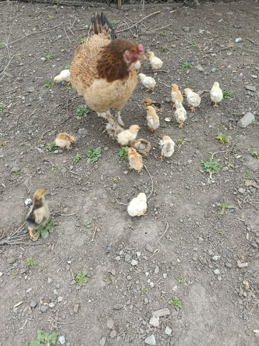 Продам квочку с циплятами