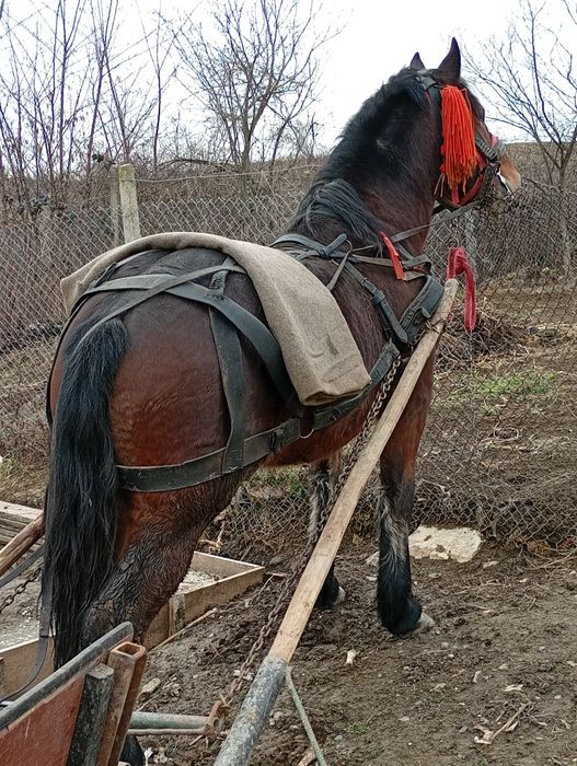 Vând manz de doi ani