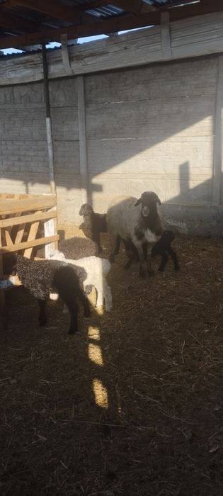 Продам матки с ягнятами