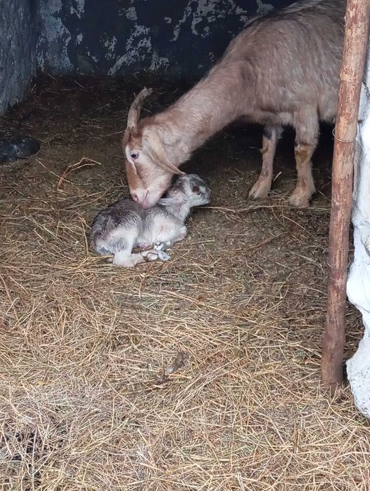Iezi anglonubian schimbă locația