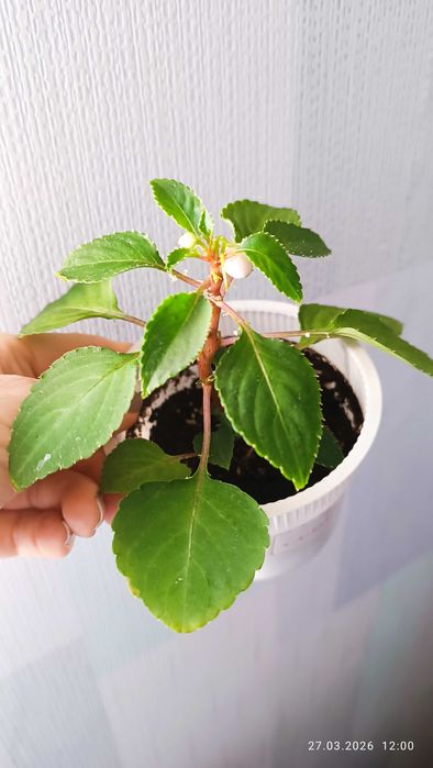 Бальзамины сортовые