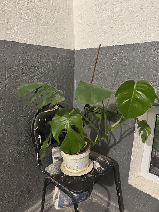 Продам комнатный цветок Монстера