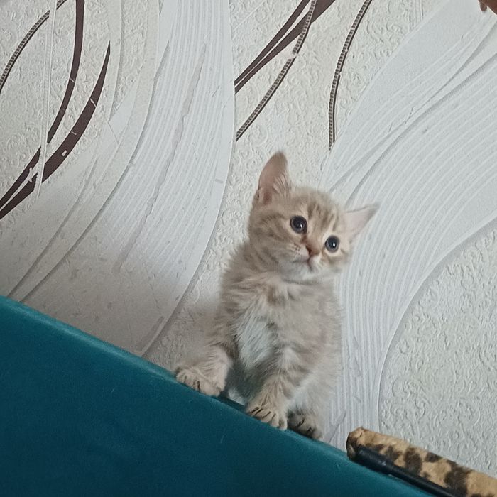 шотландские котята