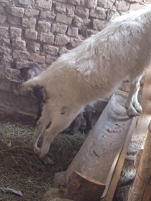 Ешкы сатылады козы