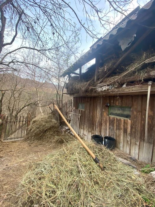 Pădure Pin Roșu | Geoparcul UNESCO Ținutul Buzăului