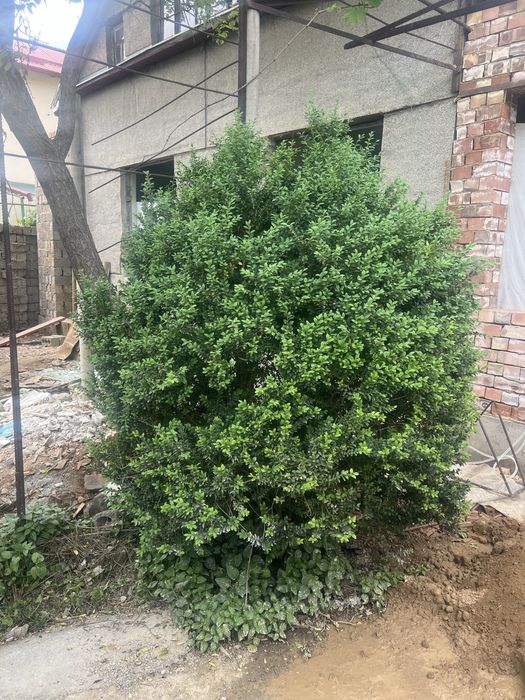 Shanshod 2.5 metrlik kochat sotiladi