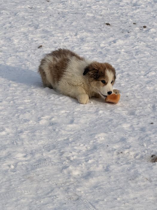 шенок тобет , шенки пародистые , күшік