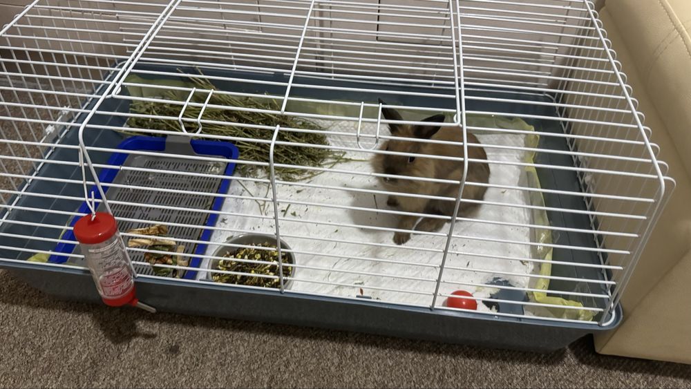 Декоративный кролик